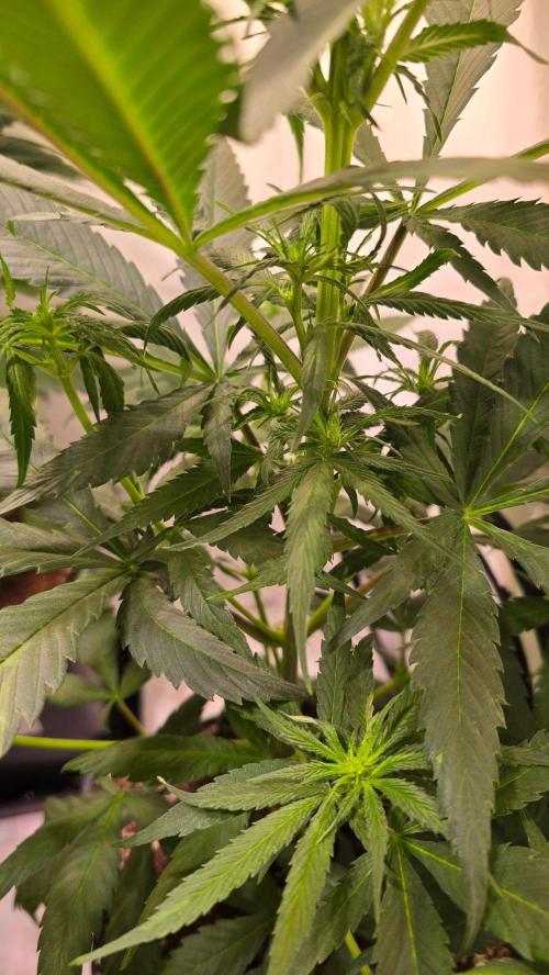 Papaya Jealousy. Week 6