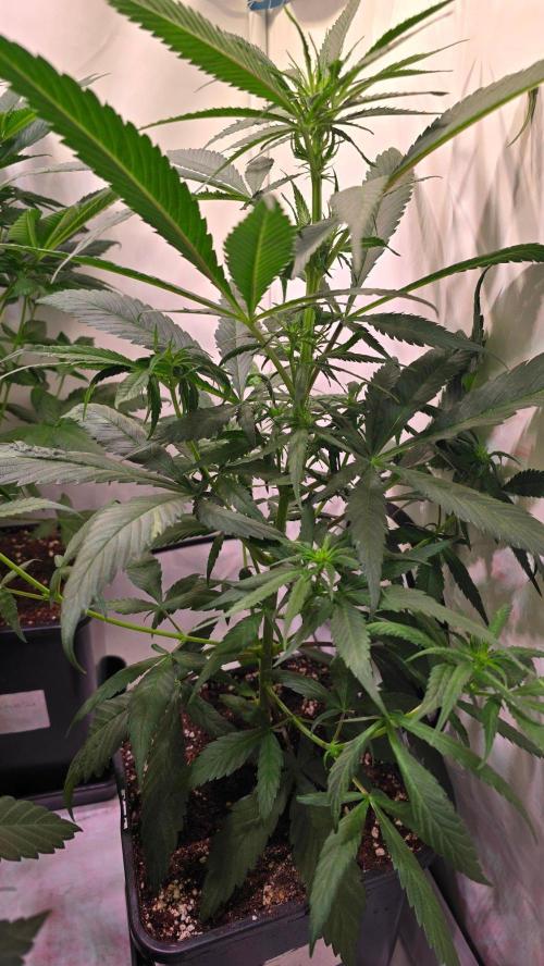 Papaya Jealousy. Week 6