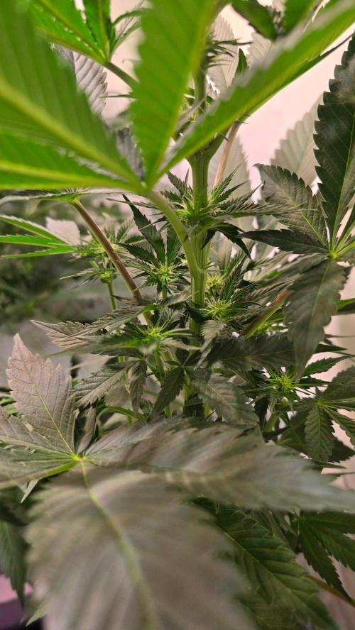 Sunset Peach. Week 6
