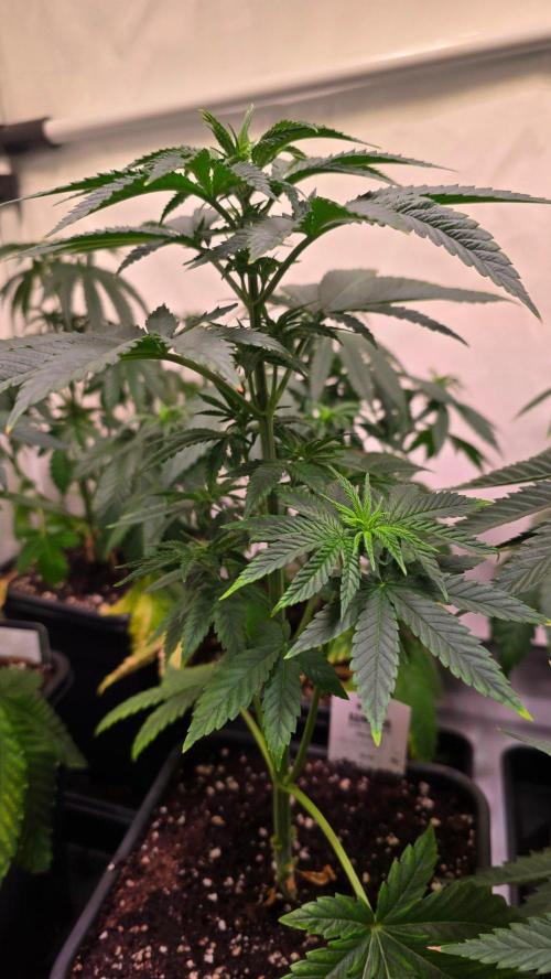 Melonade K. Week 5