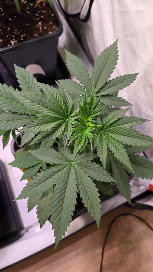 Banana Kush. Week 5