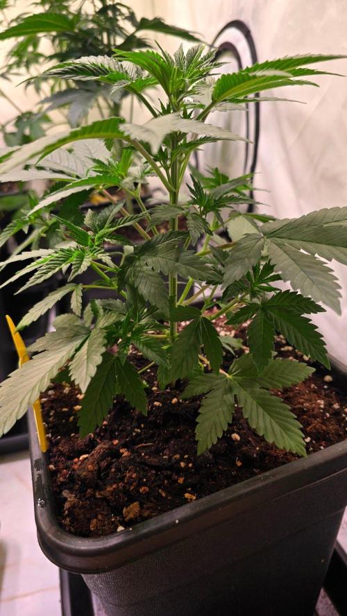 Banana Kush. Week 5