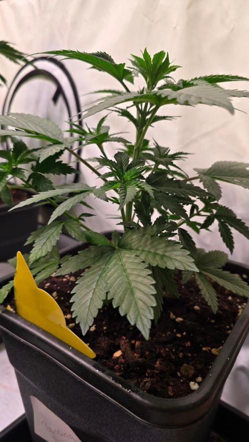 Banana Kush. Week 5