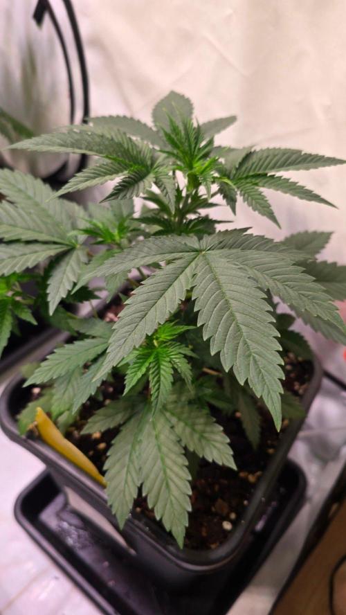 Banana Kush. Week 5