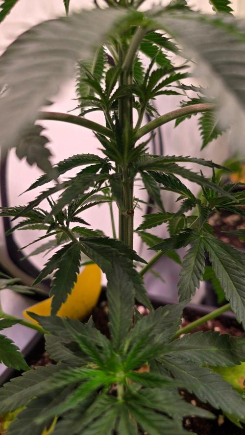 Mango Crack. Week 5