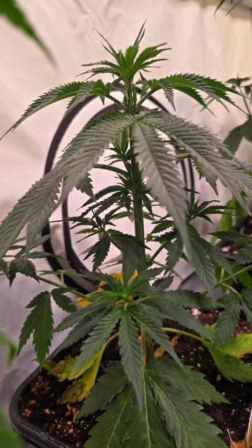 Mango Crack. Week 5