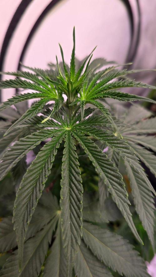 Mango Crack. Week 5