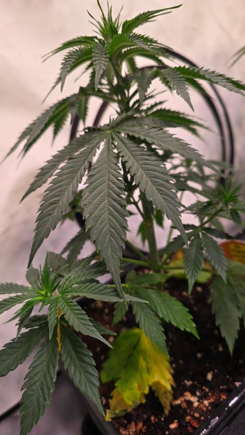Mango Crack. Week 5