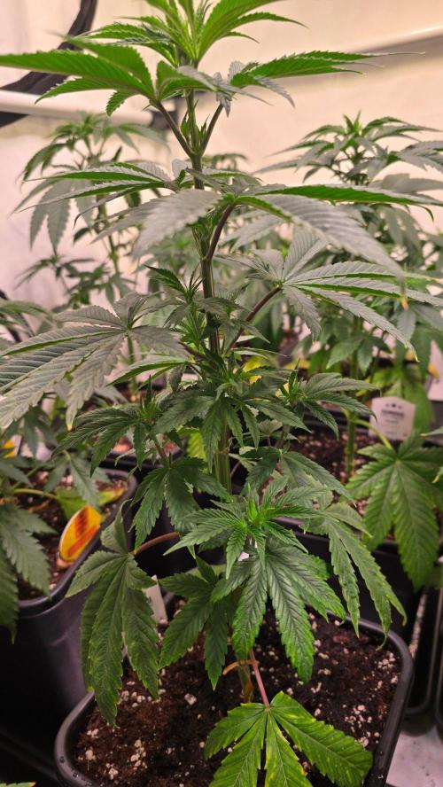 Karibean Mango. Week 5