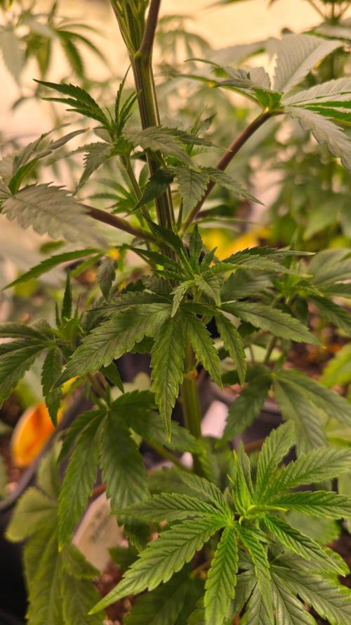 Karibean Mango. Week 5
