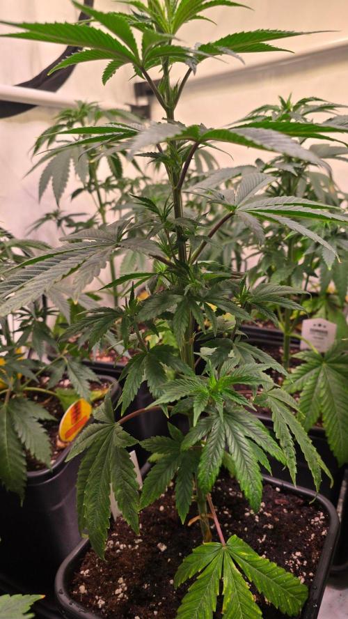 Karibean Mango. Week 5