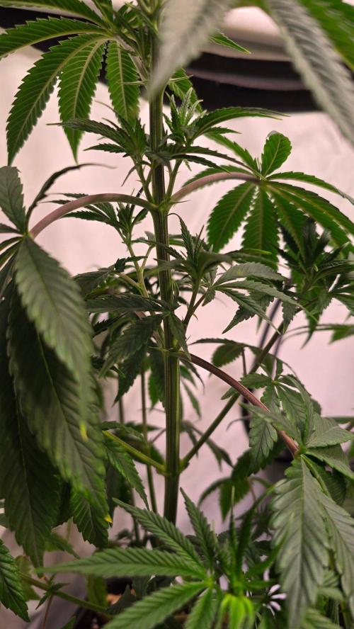 Orange Biscuite. Week 5