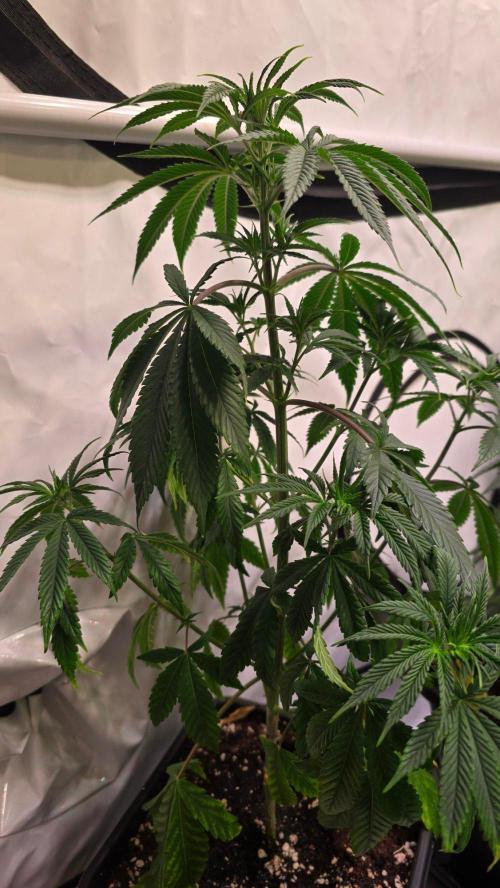 Orange Biscuite. Week 5