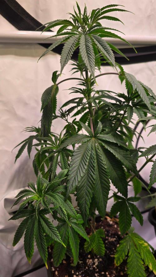 Orange Biscuite. Week 5