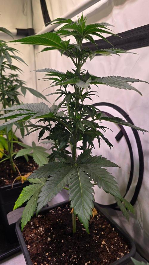 Grease Monkey. Week 5