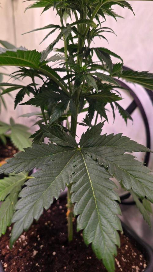 Grease Monkey. Week 5