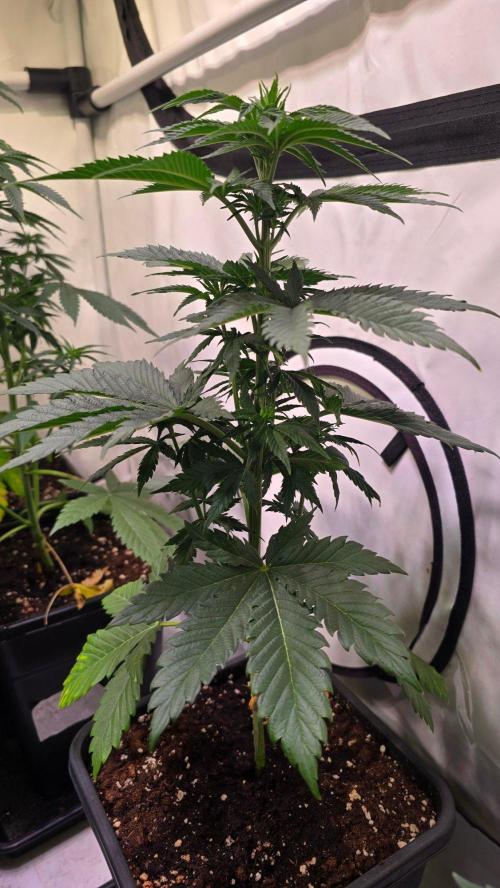 Ambient Q120+. Week 5