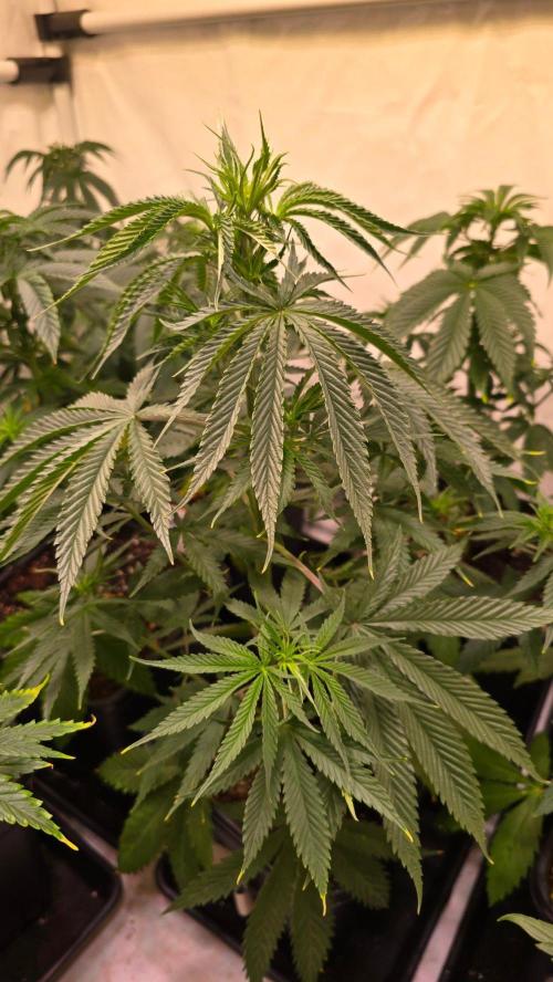 Shiska Lemonade. Week 5