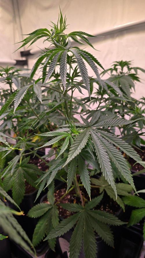 Shiska Lemonade. Week 5