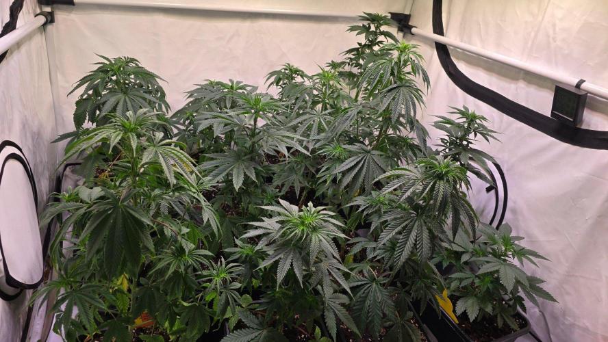 Blue Pirat. Week 5