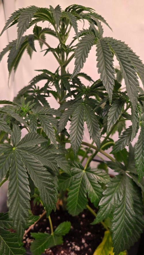 Blue Pirat. Week 5