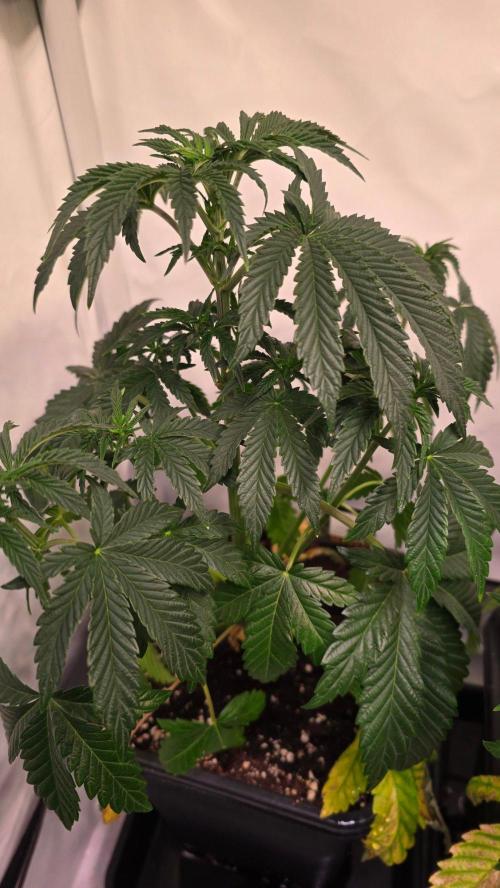 Blue Pirat. Week 5