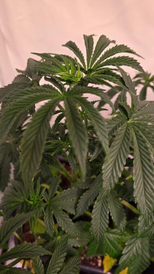 Blue Pirat. Week 5