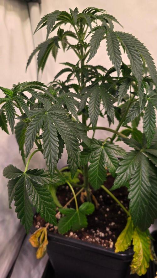 Blue Pirat. Week 5
