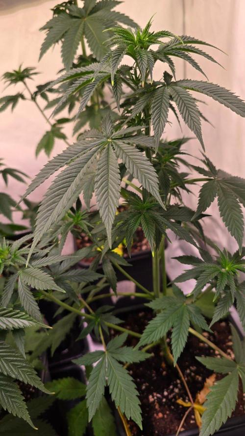 Banana Brawler. Week 5