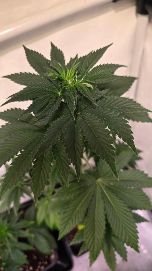 Isla mirage. Week 5