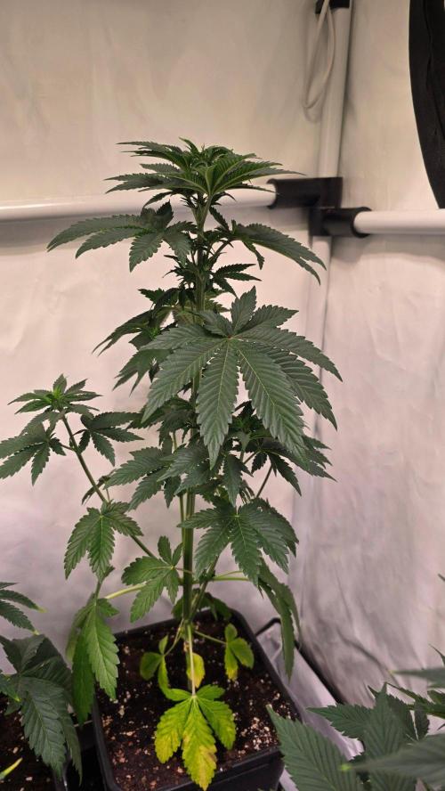 Isla mirage. Week 5