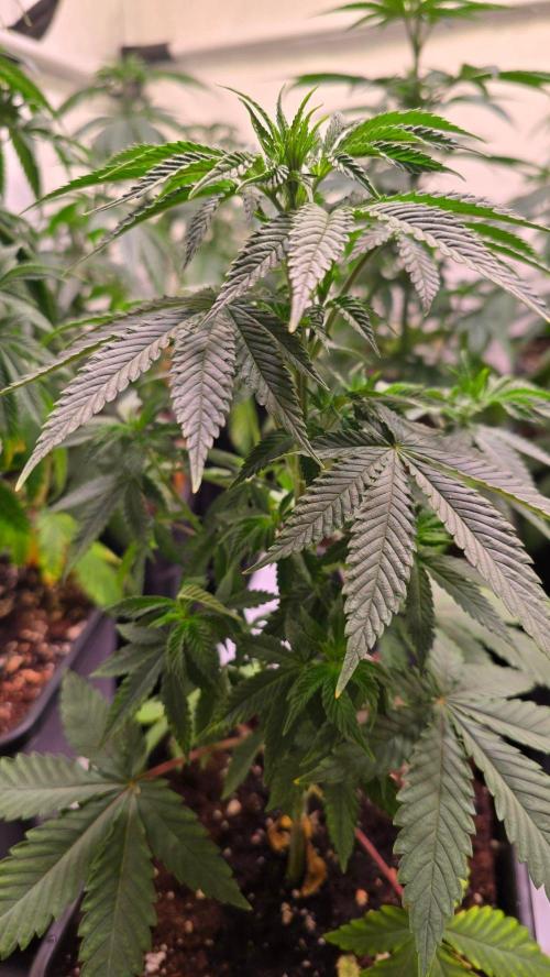 Mexican Sativa. Week 5