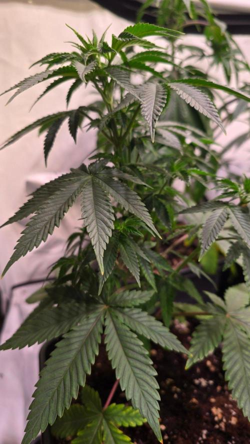 Mexican Sativa. Week 5