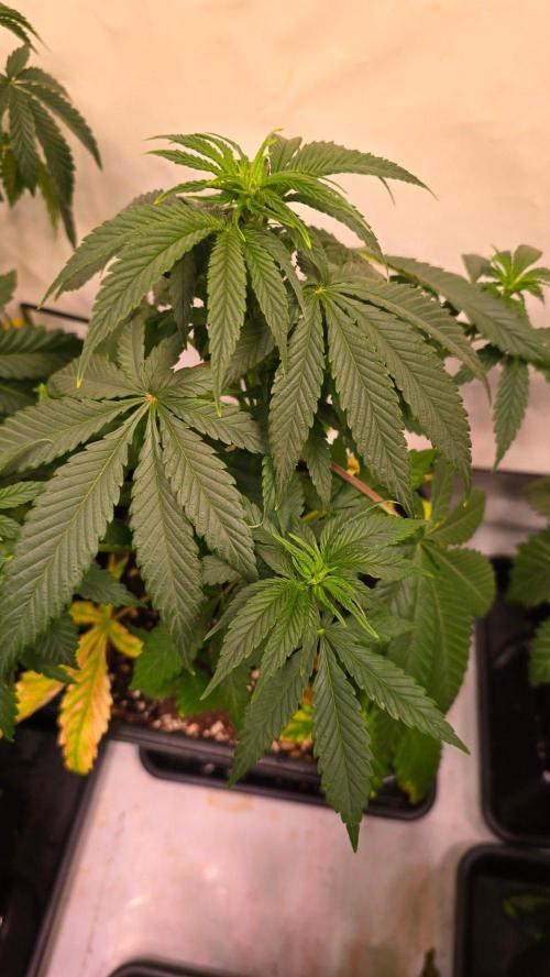 Clementine Slush. Week 5