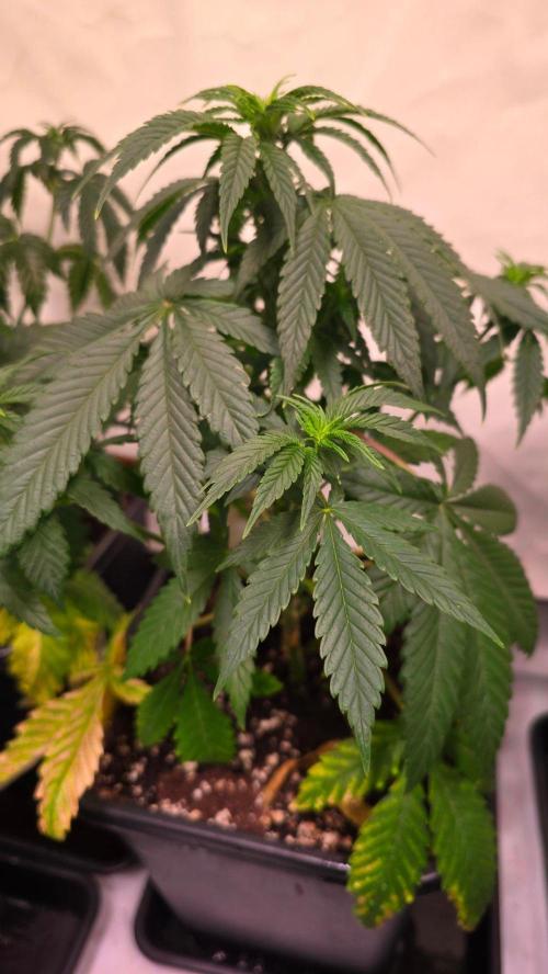 Clementine Slush. Week 5