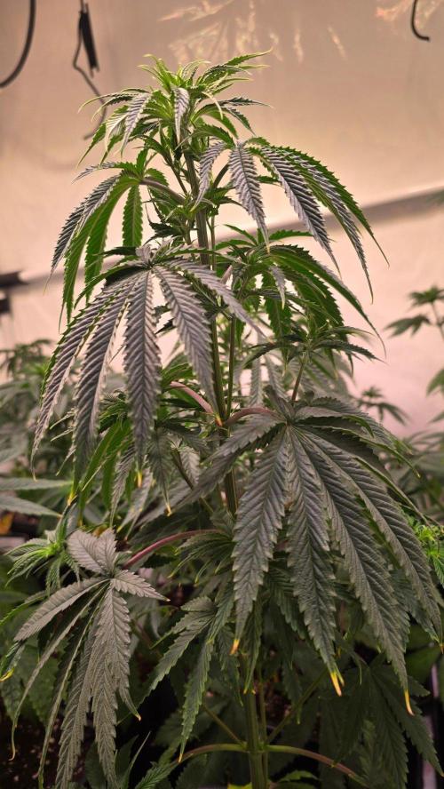 Honey Dipper. Week 5