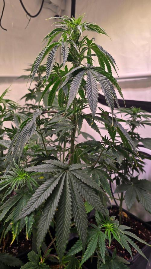 Honey Dipper. Week 5
