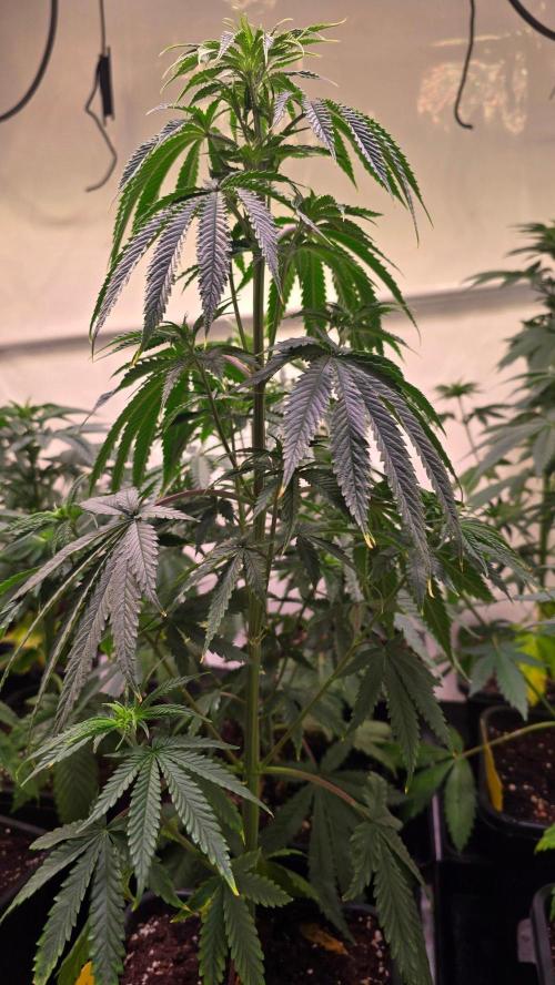 Honey Dipper. Week 5