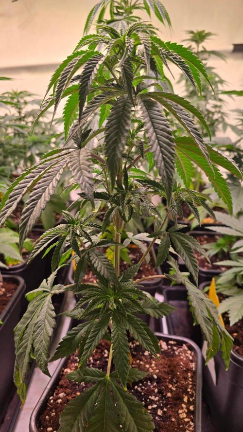 Ztrawberry. Week 5