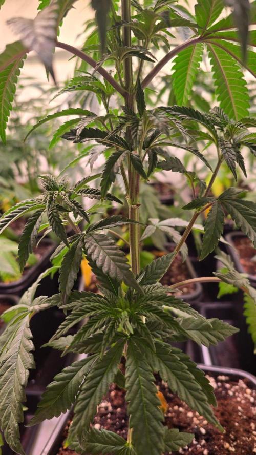 Ztrawberry. Week 5