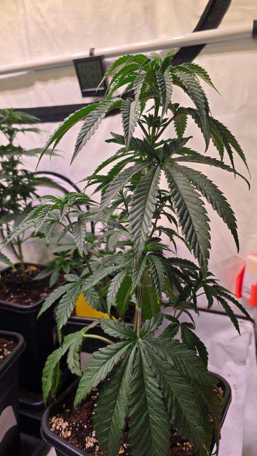 Ztrawberry. Week 5