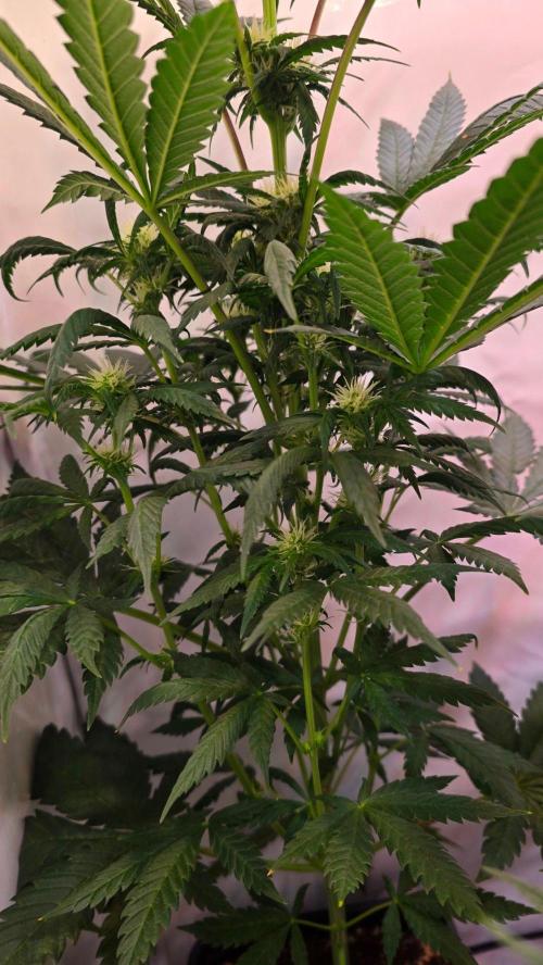 Mandarin Cookies. Week 7
