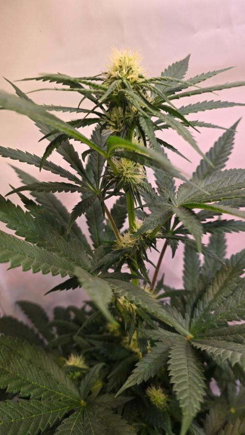 Mandarin Cookies. Week 7