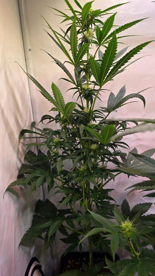 Mandarin Cookies. Week 7