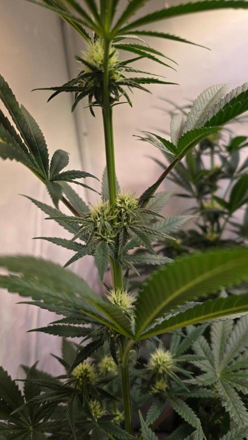 Purple Lemonade. Week 7