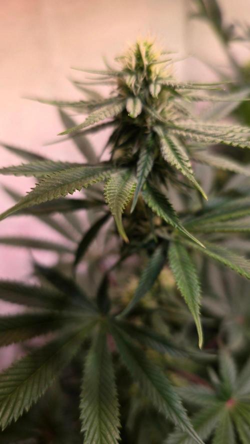 Black Cherry Punch. Week 7