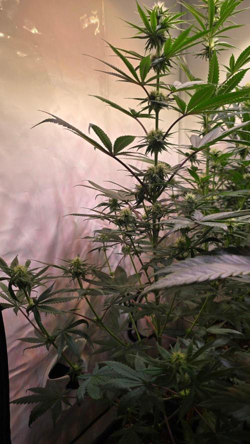 Black Cherry Punch. Week 7