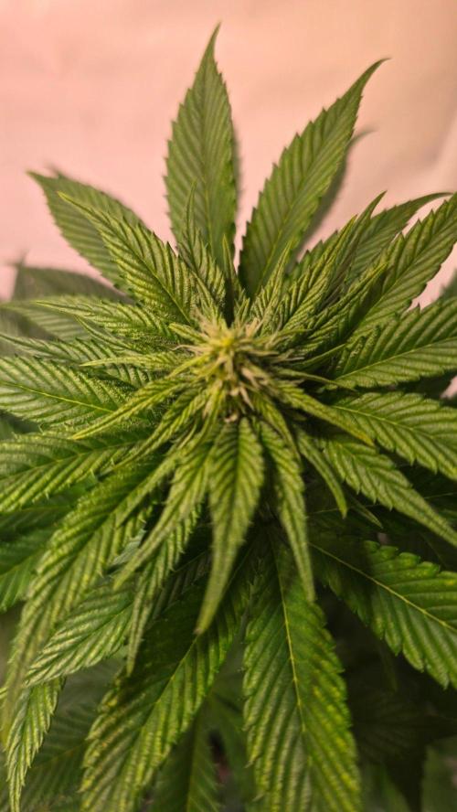 Dosimosa. Week 7