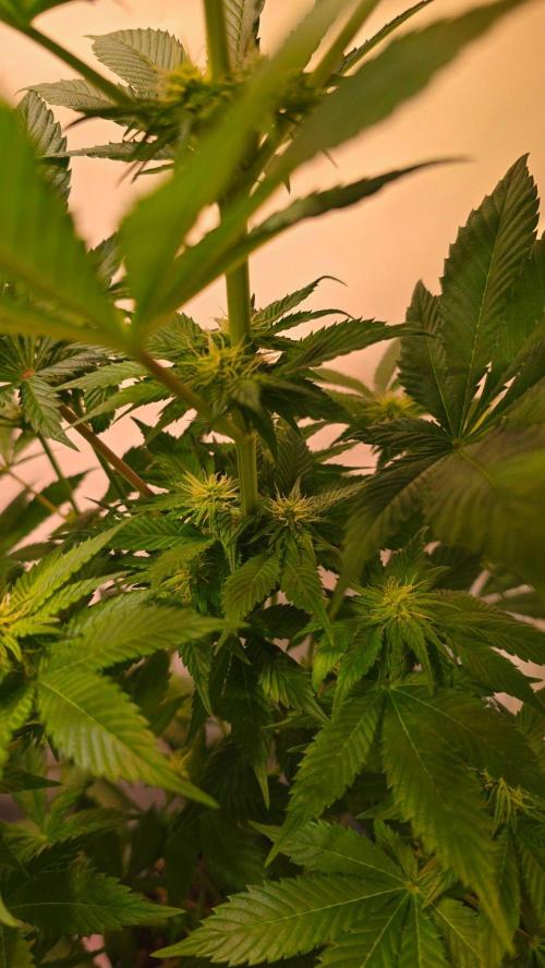 Dosimosa. Week 7
