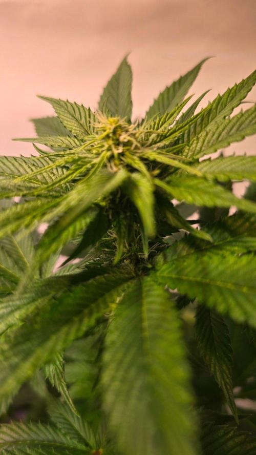 Dosimosa. Week 7
